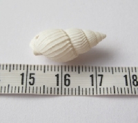 Witte spiraal schelp bedel 19-21x10-11mm (100 stuks)